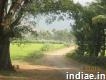 Cheap agri land in Shenkottai