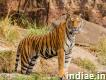 Kalakad Mundanthurai Tiger Reserve Ecotourism Kmtr Tamilnadu