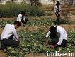 Top Agriculture College in Uttarakhand