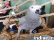 Parrots and fertile parrot eggs