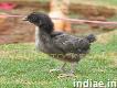 Kadaknath Poultry Farm, Kb Livestock Farm, kadaknath chicken for sell