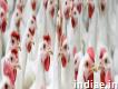 Poultry growth promoters in Indiapvslabs