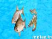 Fish feed supplement manufacturers in Indiapvslabs