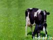 Animal feed supplement exporters in vijayawada, Indiapvslabs