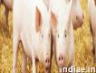 Pig feed supplement Suppliers and Exporters in Indiapvslabs