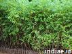 Malabar neem plantation in hanamkonda