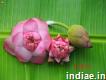 Best Flowers Exporters & Sellers in Tamilnadu