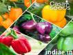Buy Vegetable Seeds Online at the Best Price