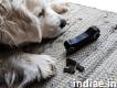 Help your Blinddog With Echo Blinddog